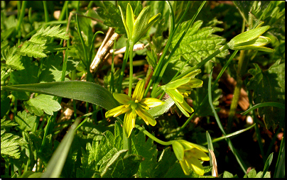 Louka u lesa, Vlčice (Fyt56c, 04/2010).