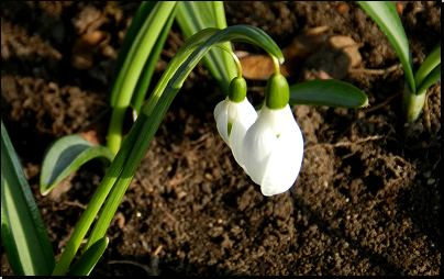 Botanická zahrada Troja, Praha (Fyt09, 02/2014).