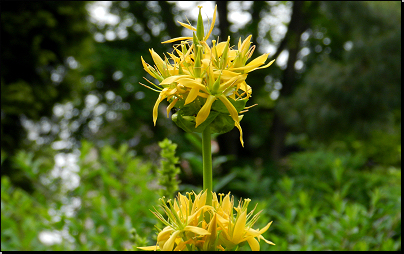 Botanická zahrada PřF MU Brno (Fyt16, 06/2014).