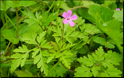 Příkop lesní cesty - les Hesiny, Dolívka (Fyt69b, 05/2013).