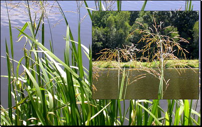 Na břehu Labe, Týnec n/L. (Fyt15c, 07/2011).