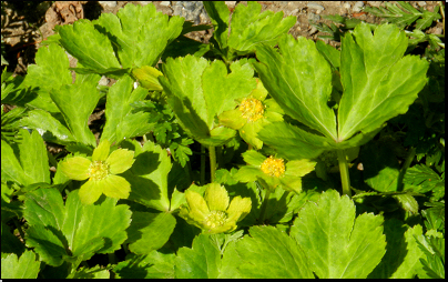 Botanická zahrada PřF MU Brno (Fyt16, 04/2014).