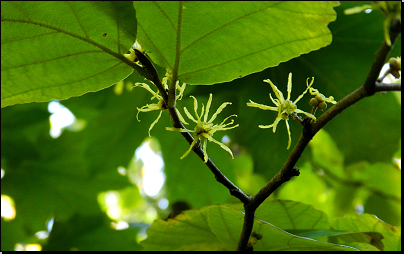 Botanická zahrada PřF UK Na Slupi, Praha (Fyt10b, 10/2012).