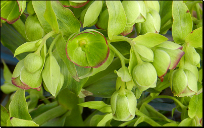 Botanická zahrada Troja, Praha (Fyt09, 02/2014).