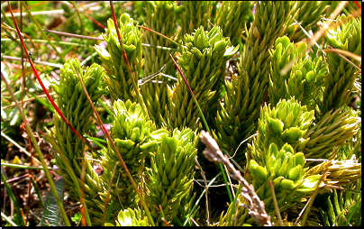 Sněžka v 1.590 m.n.m., Krkonoše (Fyt93b, 08/2011).