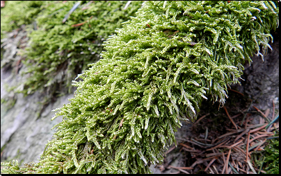 Na padlé větvi - les Kablaně, Otradov (Fyt69a, 04/2012).