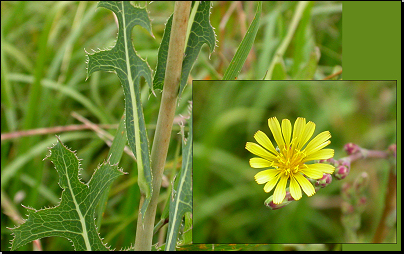 Na břehu Loučenského potoka, Lahošť (Fyt03, 07/2011).