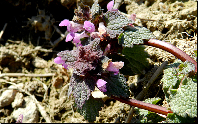 U polní cesty sv.lesa Vrchy, Otradov (Fyt69b, 04/2012).