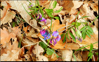 Listnatý les u obce Hlinná (Fyt04b, 04/2012).