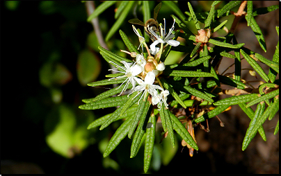 Botanická zahrada PřF UK Na Slupi, Praha (Fyt10b, 10/2012).