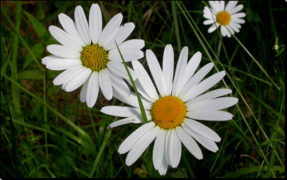 Louka u lesa Hesiny, Otradov (Fyt69b, 06/2011).