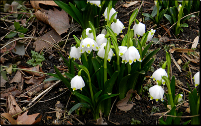 Botanická zahrada PřF MU Brno (Fyt16, 03/2012).