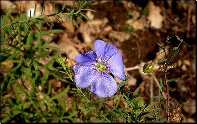 Velká hora, NPR Karlštejn (Fyt08, 08/2011).