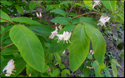 Botanická zahrada PřF MU Brno (Fyt16, 04/2014).