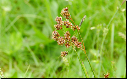 Na louce u lesa Hesiny, Pokřikov (Fyt69b, 05/2013).