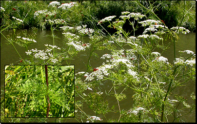 Na břehu Dyje u parku Niva Dyje, Břeclav (Fyt18, 07/2011).