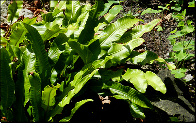 Botanická zahrada Na Slupi, Praha (Fyt10b, 07/2012).