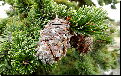 Kliknutím zvětši. Botanická zahrada Troja, Praha (Fyt09, 11/2012).