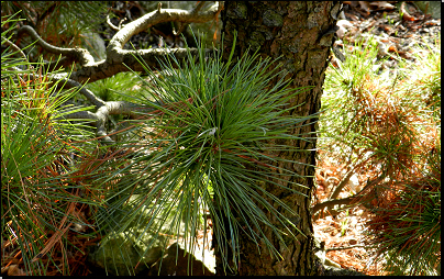 Botanická zahrada PřF UK Na Slupi, Praha (Fyt10b, 02/2012).