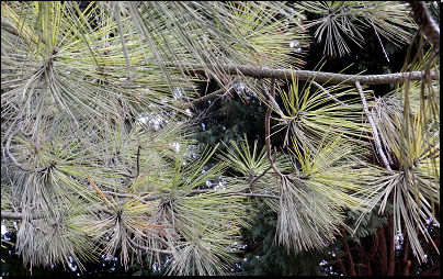 Kliknutím zvětši. Botanická zahrada PřF MU Brno (Fyt16, 03/2012).