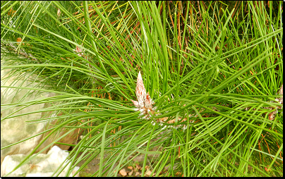 Kliknutím zvětši. Botanická zahrada Troja, Praha (Fyt09, 11/2012).
