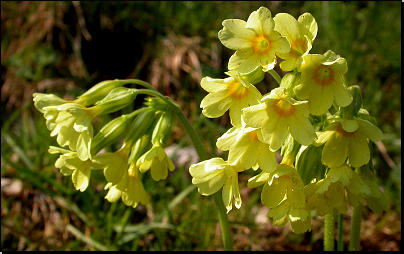 Louka u lesa, Vlčice (Fyt56c, 04/2010).