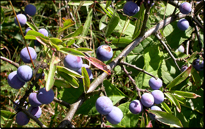 Pod vrcholem Pálava, Pálava (Fyt17b, 08/2011).