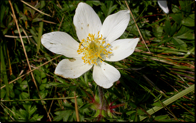 Sněžka v 1.590 m.n.m., Krkonoše (Fyt93b, 08/2011).