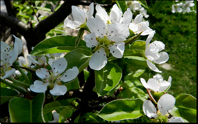 Výsadba na zahradě, Otradov (Fyt69b, 05/2012).