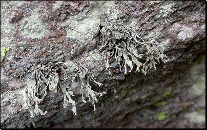 Skála v údolí Kablaně, Otradov (Fyt69a, 10/2011).