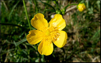 Mokrá louka, Pustá Kamenice (Fyt67, 05/2012).