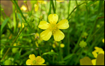 Na břehu rybníka, Pustá Kamenice (Fyt67, 07/2012).