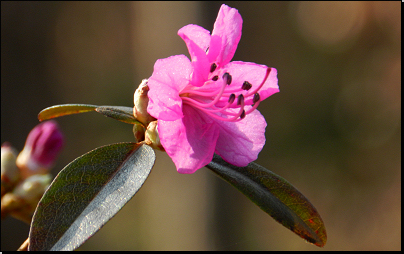 Botanická zahrada Troja, Praha (Fyt09, 02/2014).