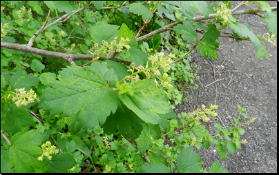 Botanická zahrada PřF UK Na Slupi, Praha (Fyt10b, 04/2014).