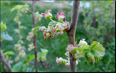 Výsadba na zahradě, Otradov (Fyt69b, 04/2012).