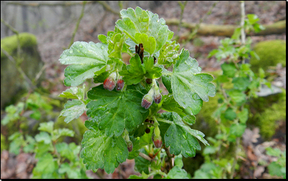 Zalesněné úbočí vrchu Hradiště, Mentaurov (Fyt04b, 04/2012).