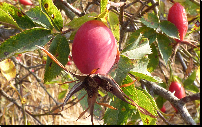 Na mezi u pole, sev. obce Krouna (Fyt69b, 09/2016).