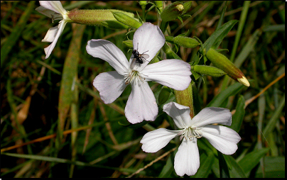 Na břehu Labe, Týnec n/L. (Fyt15c, 07/2011).