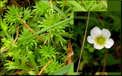 PR Tetínské skály, Tetín (Fyt08, 07/2011).