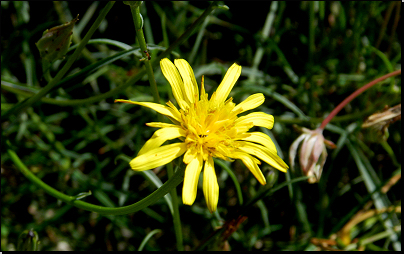 Botanická zahrada Na Slupi, Praha (Fyt10b, 07/2012).