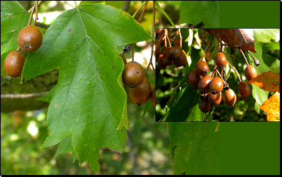 Vrch Haknovec, NPR Karlštejn (Fyt08, 08/2011).