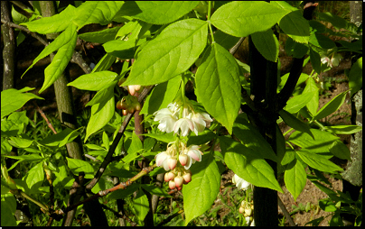 Botanická zahrada PřF MU Brno (Fyt16, 04/2014).