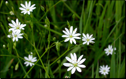 Louka u lesa Hesiny, Otradov (Fyt69b, 06/2011).