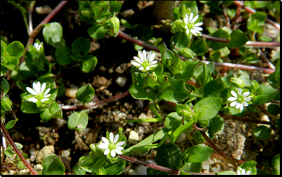 Na zahradě na obnažené půdě, Otradov (Fyt69b, 04/2012).