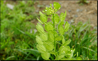 Okraj pole sz. obce Otradov (Fyt69b, 05/2012).