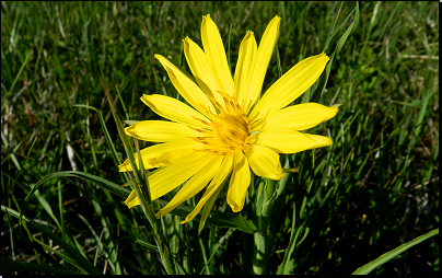 PP Chrašická stráň, Chrast (Fyt15c, 05/2012).