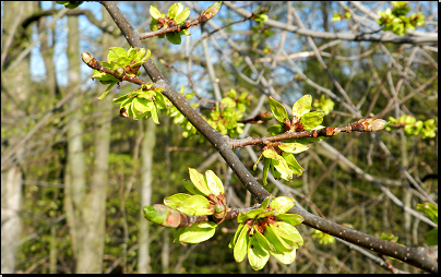 Les nad údolím Krounky, Předhradí (Fyt69a, 04/2012).