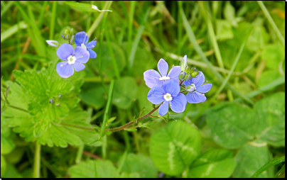 V travním porostu na zahradě, Otradov (Fyt69b, 05/2013).