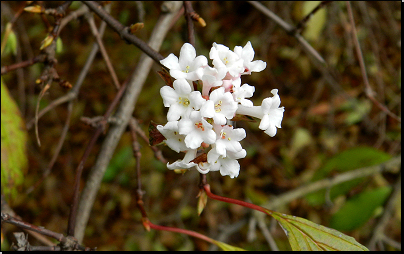 Kliknutím zvětši. Botanická zahrada Troja, Praha (Fyt09, 11/2012).