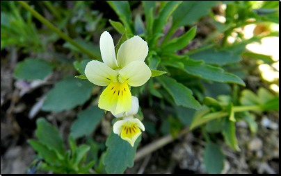 Okraj pole u lesa Vrchy, Otradov (Fyt69b, 04/2012).